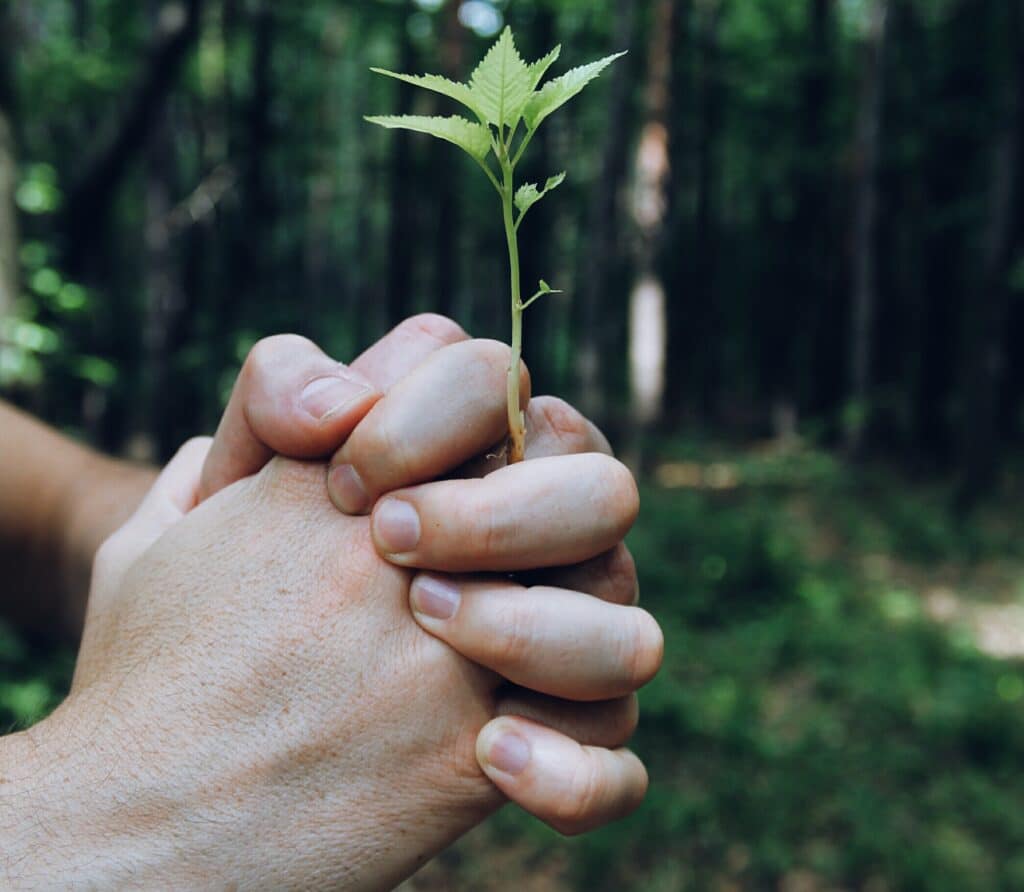 hands holding plant