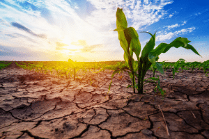 candidate drought employee perspective